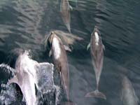 Mehr als 30 Delphine begleiten unsere Fahrt 